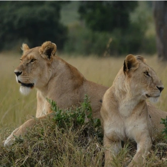 tourhub | Today Voyages | Luxury Safari Kenya 