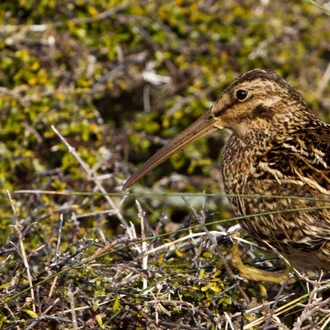 tourhub | Heritage Expeditions | Birding Down Under 