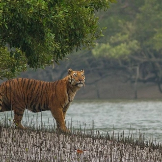 tourhub | Agora Voyages | Explore North East Himalaya, Tiger Reserve and Tribal Village 