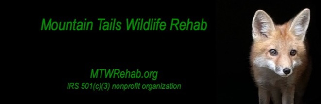 Mountain Tails Wildlife Rehab logo