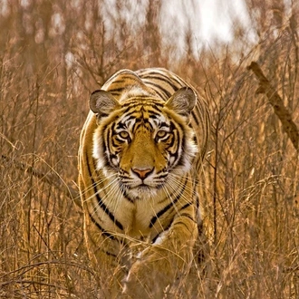 tourhub | Trafalgar | Golden Triangle and the Tigers of Ranthambore 