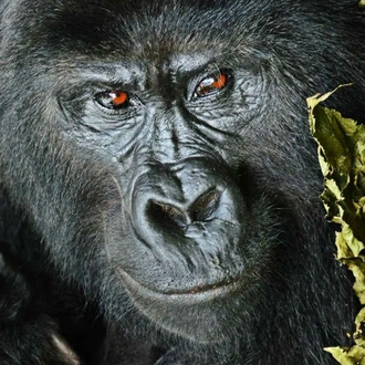 tourhub | Verdoro Safaris | Gorilla Trekking tours 