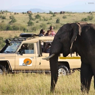 tourhub | Gracepatt Ecotours Kenya | 3 Days Masai Mara Wildlife Luxury Jeep Safari 