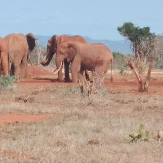 tourhub | KT & Safaris | 4 days Best of Kenya safaris (Tsavo east, Amboseli and Tsavo west.) 