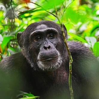 tourhub | Verdoro Safaris | 3-Day Gorilla Trekking in Bwindi Impenetrable Forest 