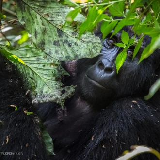 tourhub | Ganyana Safaris | 14 Days Uganda Gorillas and Chimpanzee Safari 