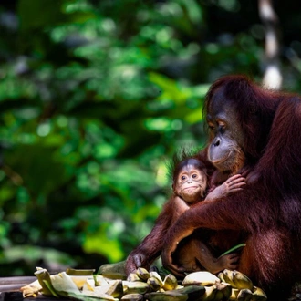 tourhub | Intrepid Travel | Classic Borneo 