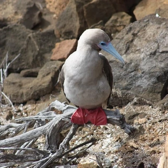 tourhub | Indus Travels | Highlights Of Quito And Galapagos Islands 