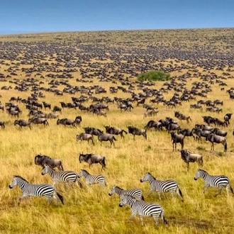 tourhub | Gracepatt Ecotours Kenya | Private 8 Days Masai Mara Wildebeest Migration Safari Adventures 