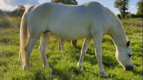 Représentation de la formation :  Eq - Alimentation du cheval