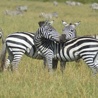 tourhub | Widerange African Safaris | 3 days Tanzania Sharing | Private Camping Safari package 