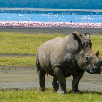 tourhub | Bamba Travel | Mzungu Safari 5D/4N (Masai Mara, Lake Nakuru & Aberdare) 