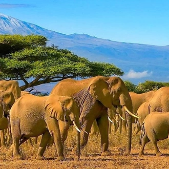 tourhub | Gracepatt Ecotours Kenya | Private 14days Best of Kenya Romantic Honeymoon Safari Holiday 