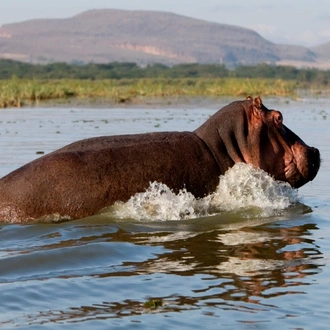 tourhub | Today Voyages | Private Masai Mara Safari To Diani Beach 