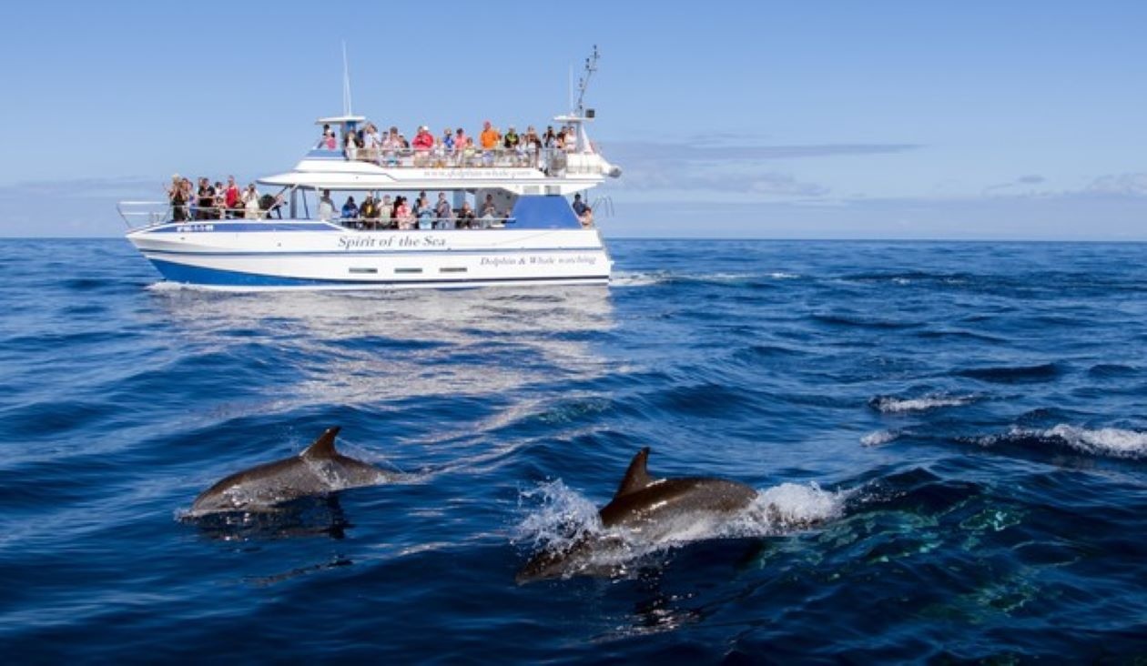 Avistamiento de delfines a bordo del Spirit of the Sea (con recogida desde el Hotel Barceló Margaritas)