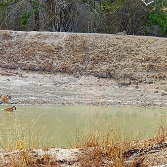 tourhub | Alkof Holidays | India Wildlife Safari - Asiatic Lions with the Bengal Tigers 