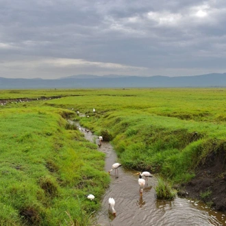 tourhub | Anapa Travel Africa Tours | 8-Day Tanzania Comfort Safari Migration River Crossing and Masai Boma Cultural Tour  Visit. 