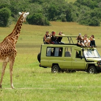 tourhub | Gracepatt Ecotours Kenya | 8 Days Masai Mara Wildebeest Migration Safari Adventures 