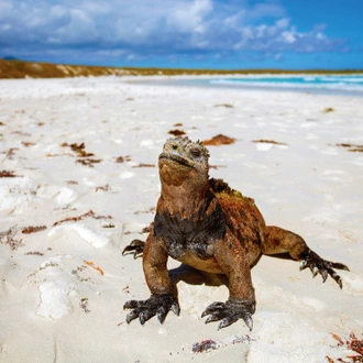 tourhub | Intrepid Travel | Ultimate Galapagos: Central Islands (Grand Daphne) 