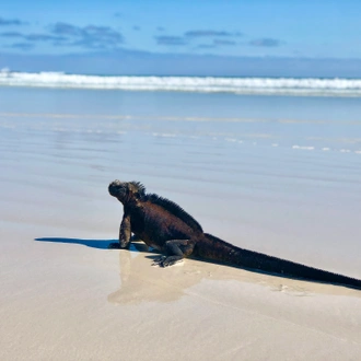 tourhub | G Adventures | Galápagos Land & Sea — Central & South Islands aboard the Yolita 