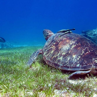 tourhub | Nexus Nomad Travel | Deep Blue Discovery: Underwater Paradise in The Philippines (Private & Customizable Tour) 