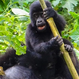 tourhub | Bamba Travel | Gorillas & Volcanoes Safari 6D/5N 