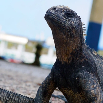 tourhub | G Adventures | Upgraded Land Galapagos 