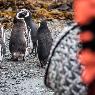 tourhub | Indus Travels | Patagonian Explorer Cruise 