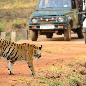 tourhub | Agora Voyages | Tiger Trails: Central India Exploration from Delhi/Mumbai 