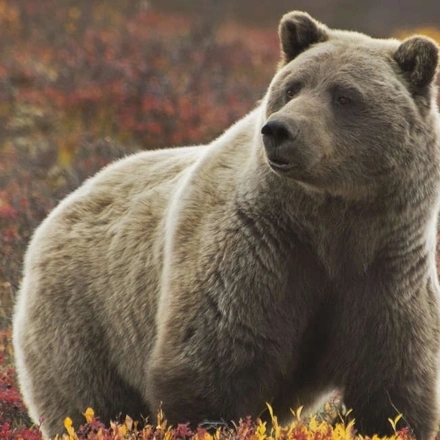 Bear in Denali