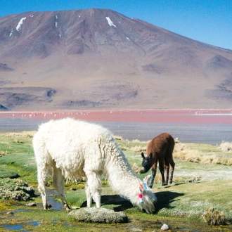 tourhub | Intrepid Travel | Bolivia Highlights 