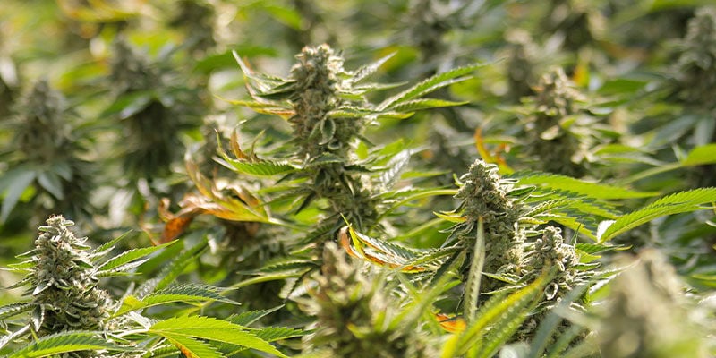 Are F1 Cannabis Seeds Feminized?