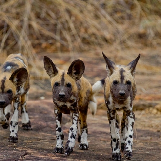 tourhub | Serengeti Access Safaris | 3 Days Selous Game Reserve from Dar es Salaam 