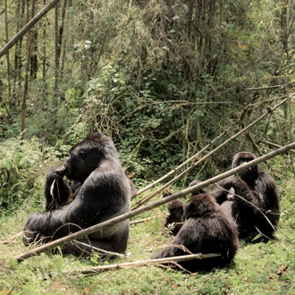 tourhub | Kawira Safaris Ltd | 8 Days Uganda Cultural, Gorilla and Wildlife Safari 