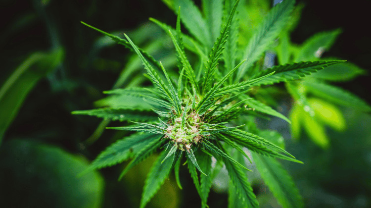 Should You Worry About Cannabis Mutations?