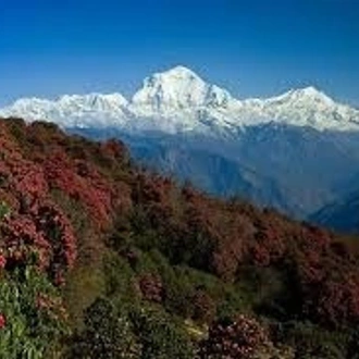 tourhub | Adventure Himalayan Travels & Treks | Ghorepani Poon Hill Trek 