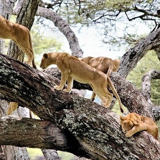 tourhub | Gracepatt Ecotours Kenya | 8 days Spectacular Tanzania Northern Circuit Wildlife Safari Lodge  