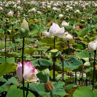 tourhub | Explore! | Heart of Cambodia - Water Festival 