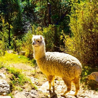 tourhub | Bamba Travel | Lake Titicaca & Isla del Sol Adventure 2D/1N (La Paz to Copacabana) 