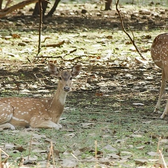 tourhub | Agora Voyages | Nagpur to Aurangabad via Melghat Tiger Reserve, Burhanpur 