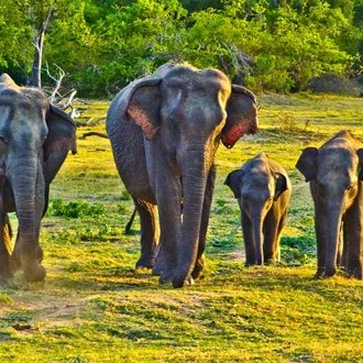 tourhub | On The Go Tours | Sri Lanka Highlights & Wildlife - 10 days 