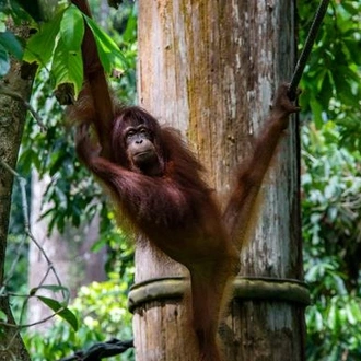 tourhub | G Adventures | Journeys: Best of Borneo 