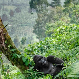 tourhub | YellowWood Adventures | Gorillas & Hiking Uganda's Rwenzori Mountains 