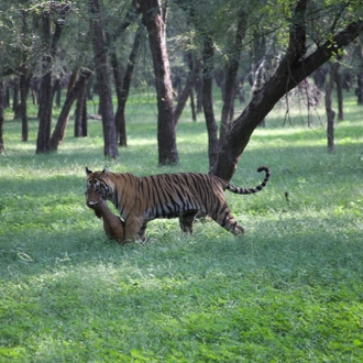 tourhub | Chuttibaaz.com | 8 Days Tour of Golden Triangle & Ranthambore with 3 Jeep Safari !! 