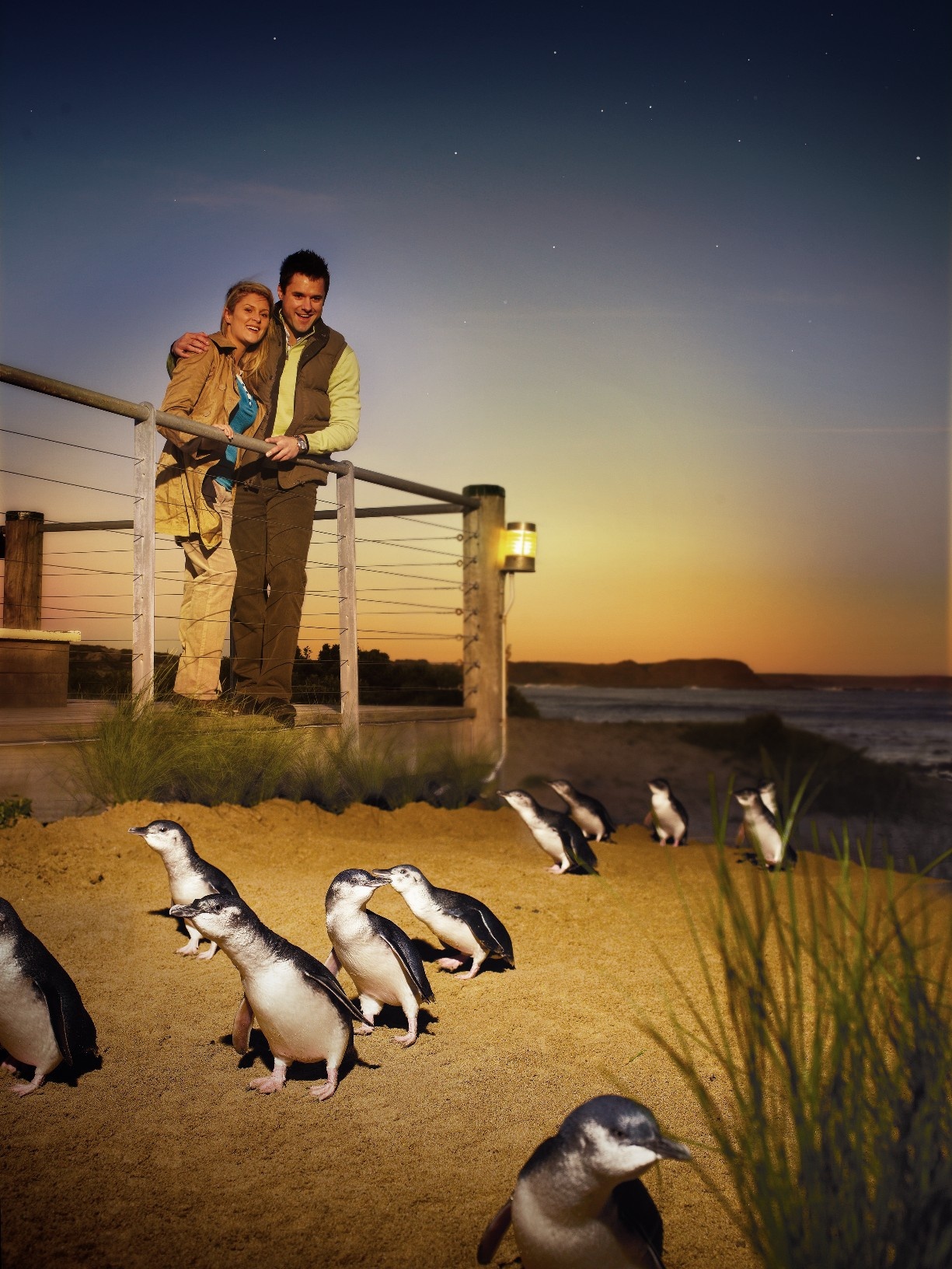 Half-Day Tour to Discover Phillip Island’s Breathtaking Beauty with Stunning Landscapes and A Heartwarming Penguin Parade at Sunset