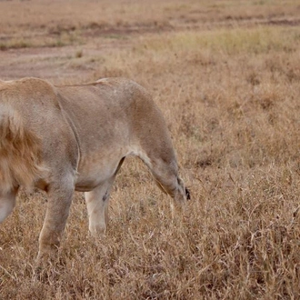 tourhub | G Adventures | Serengeti to Victoria Falls Overland: Night Stars & Spices 