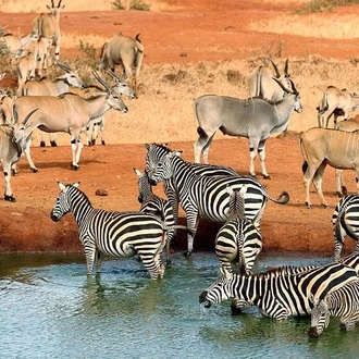 tourhub | Gracepatt Ecotours Kenya | 3-Days Tsavo West National Park Wildlife Safari From Nairobi 