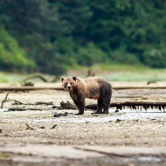 tourhub | Exodus Adventure Travels | Whales & Bears of British Columbia 