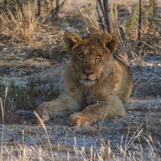 tourhub | G Adventures | Journeys: Discover Namibia & Victoria Falls 