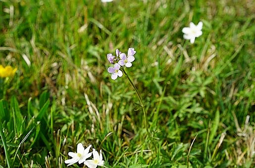 Représentation de la formation : MAEC Occ 23-27 Améliorer le fonctionnement de son sol grâce aux plantes bio-indicatrices_CA12